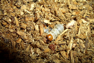 クワガタ虫の幼虫